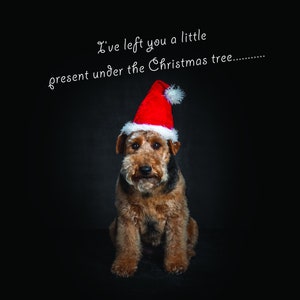 Welsh Terrier Christmas Cards - Single Card or 5 Pack - Approx 5 x 5 inch square, comes with white envelope in a cello bag.