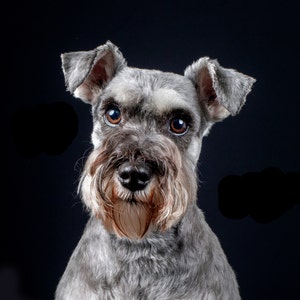 Handmade Card of Miniature Schnauzer - plain or Xmas option - 6 in square - can be personalised or blank - grey envelope in a cello bag.
