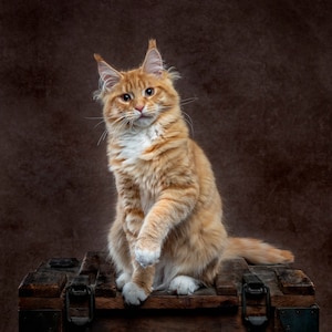Maine Coon Kitty Blank Card - Personalisable - Quality photo mounted on cream card with a cream paper inner & white envelope in a cello bag.