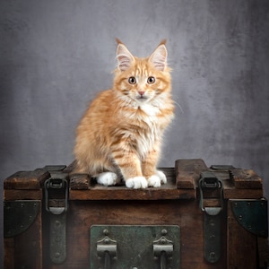 HandMade Card with MaineCoon Kitten - quality photo print on black card, ivory innerleaf for personalisation, cream envelope in a cello bag.