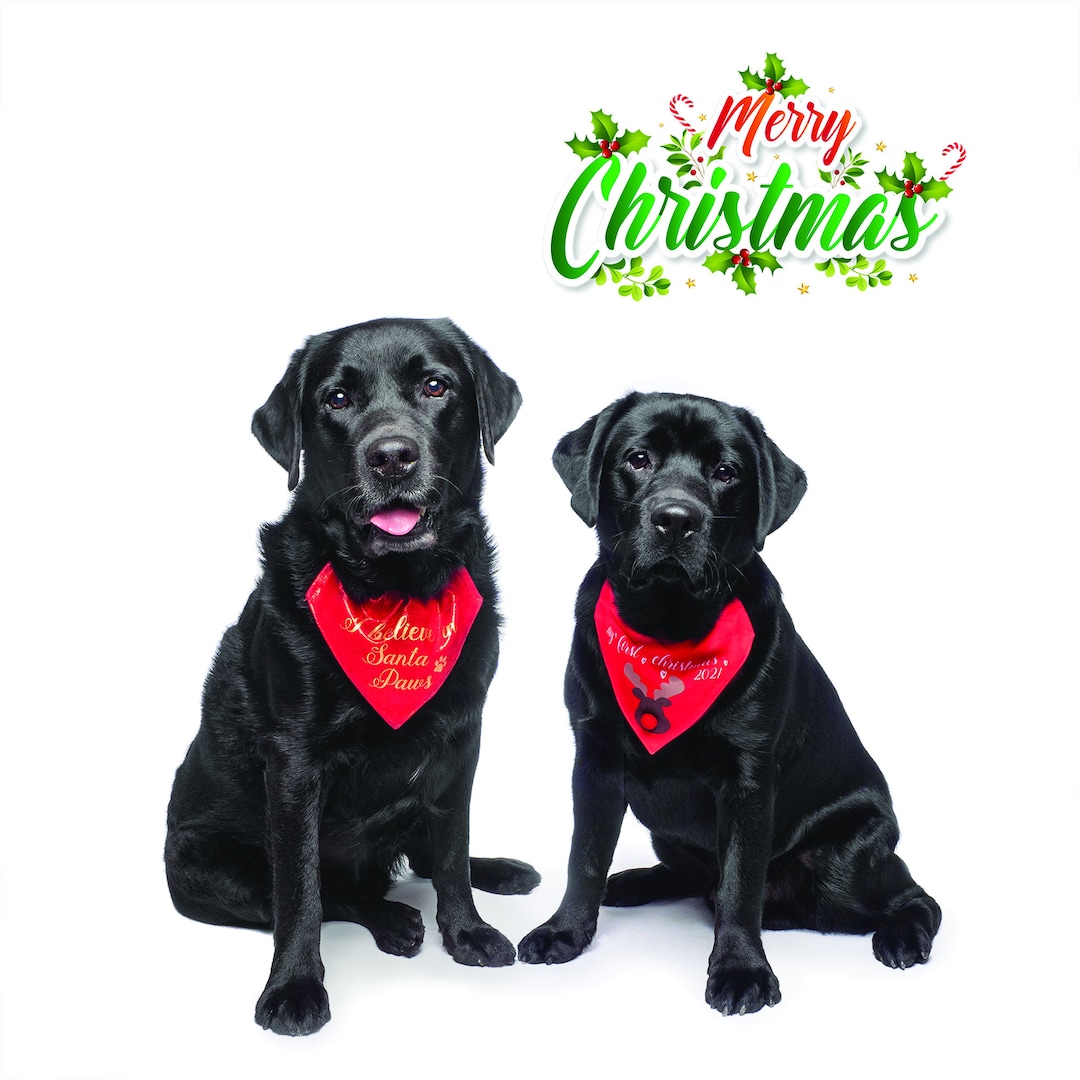Black Labrador Christmas Card Single Card or 5 Pack 6 X 6 Etsy UK