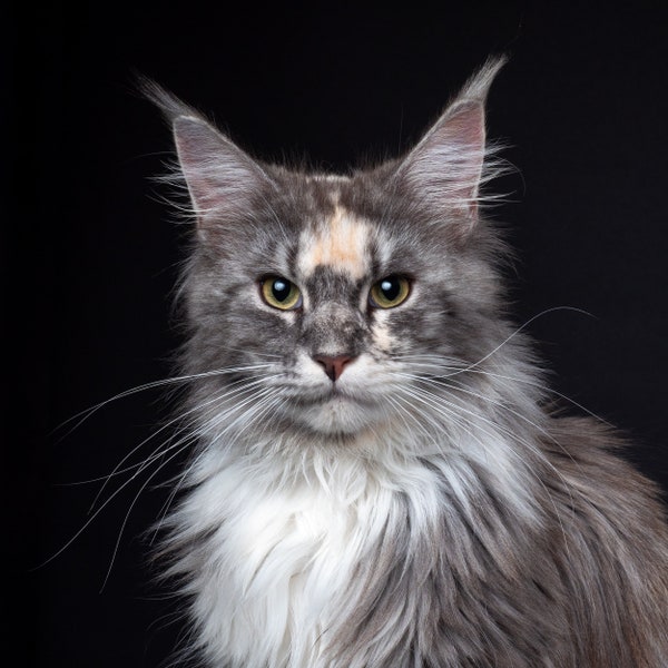 Silver Maine Coon Greetings Card - Hand made, blank or personalised -  black card with a white inner leaf, white envelope & cello bag.