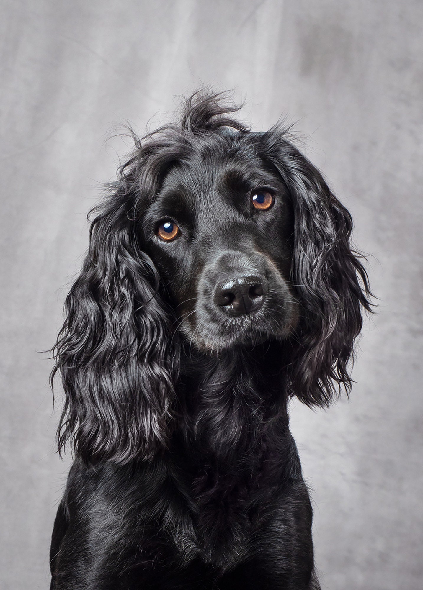 Cocker Spaniel Umbrella - Black on White Cocker Spaniel Umbrella - Black on White