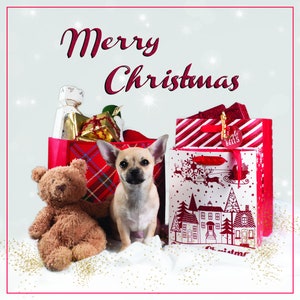 Cute Chihuahua Puppy Christmas card - approx 6 inches square - comes with white envelope in a cello bag - glossy finish