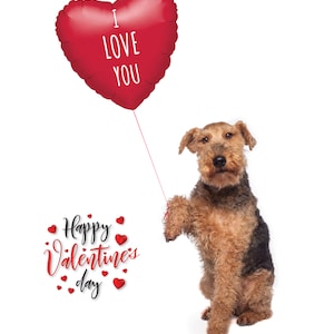 Fully personaliseable (inside & out) Valentines Day Card, Welsh Terrier, Lakeland Terrier - Handmade  with white envelope in a cello bag.