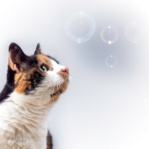 May include: A calico cat with green eyes looks up at a cluster of soap bubbles floating in the air.