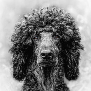 Handmade Card featuring Standard Poodle - approx 6 in square, personaliseable or left blank & comes with matching envelope in a cello bag.