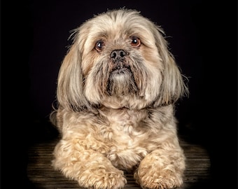 stuffed lhasa apso