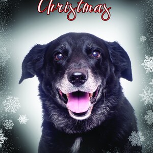 Black Labrador Cross Collie Christmas Card - Single card or pack 5 available with white envelopes, in a cello bag.