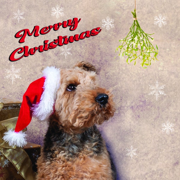 Welsh Terrier Christmas Card - Single card or 5 Pack. Approx 6 x 6 inch square, comes with white envelope in a cello bag