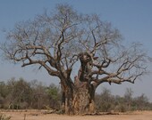 10 Baobab seeds Adansonia Digitata