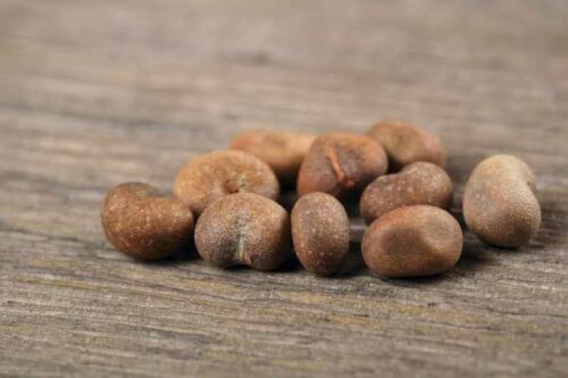 10 Baobab seeds / Adansonia Digitata Etsy