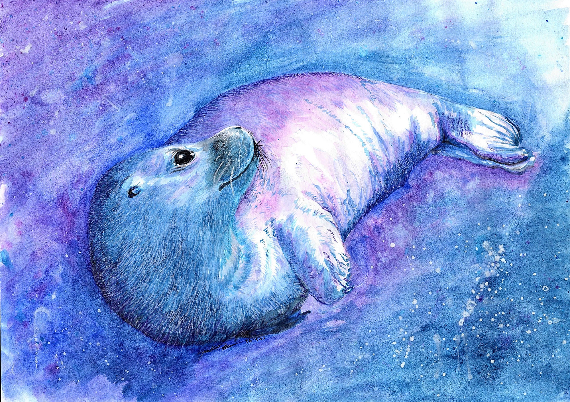 Seal Seal Art Seal Drawing Seal Print Sea Wildlife Etsy UK