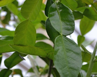 Feuilles de lime fraîches cultivées en Grande-Britannique (Kaffir/Makrut)