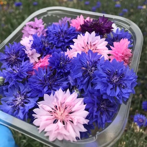 Edible Fresh Cornflowers