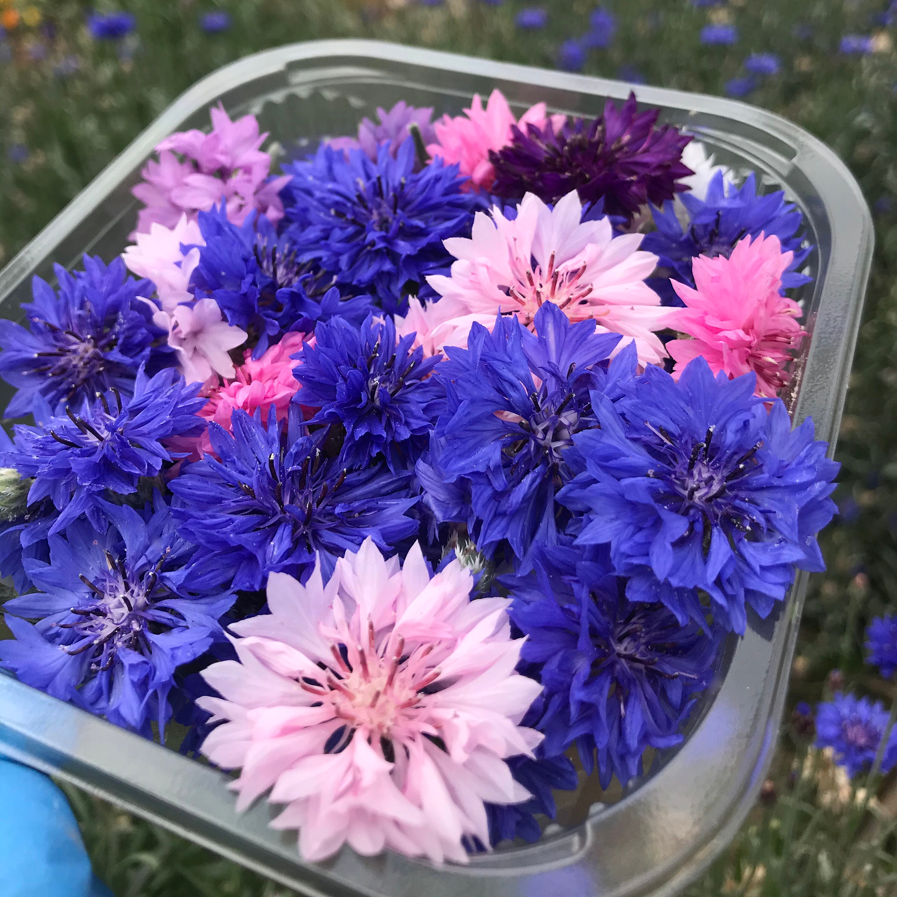 Edible Fresh Cornflowers - Etsy
