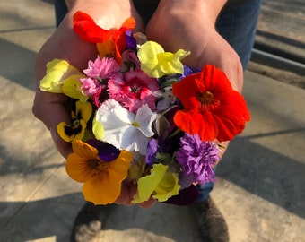 Edible Mixed Fresh Flower punnet 20g