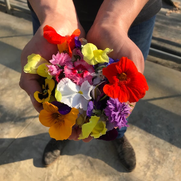 Edible Mixed Fresh Flower punnet 20g