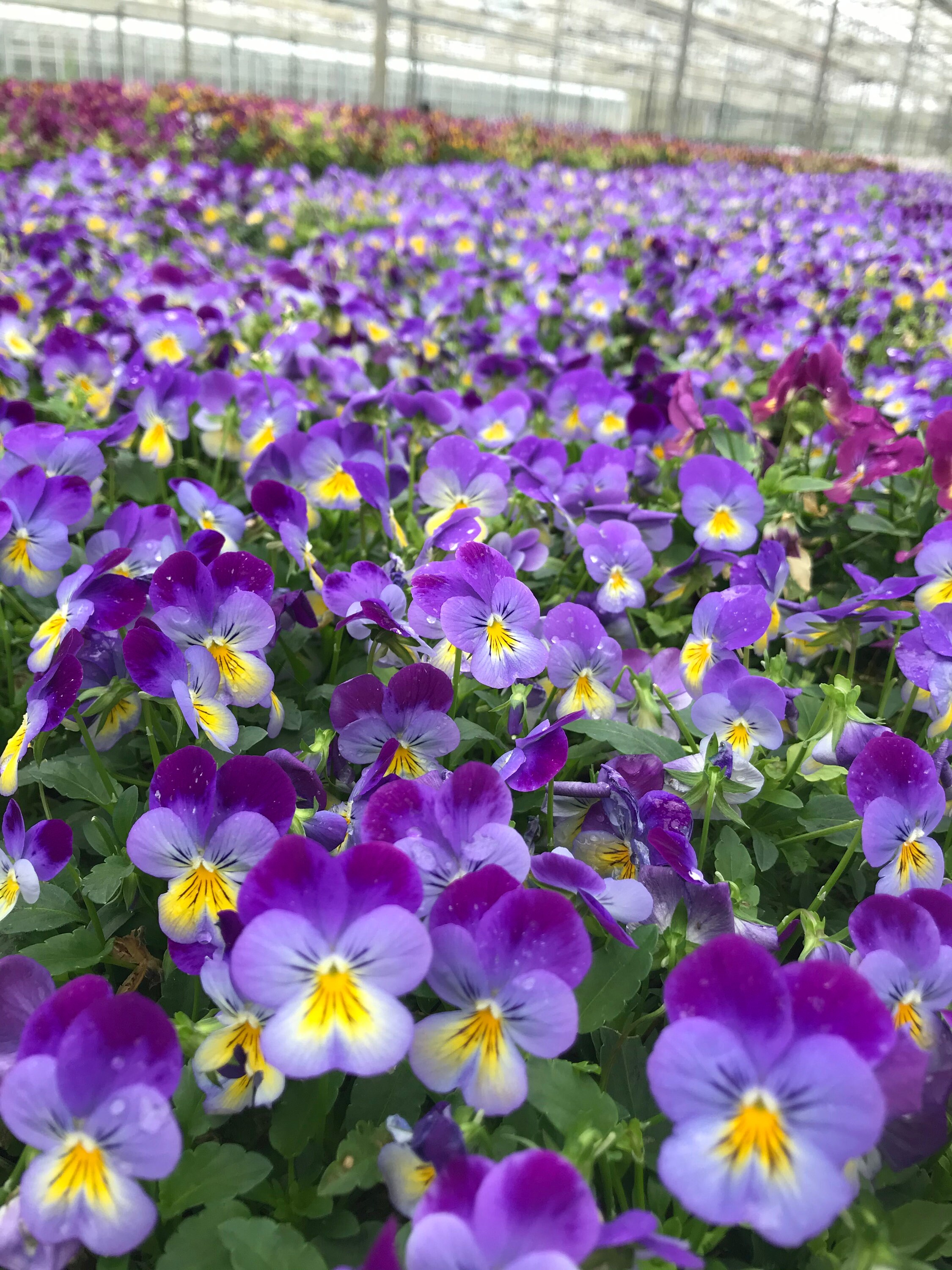 Edible Fresh Viola Flowers 5g Etsy UK
