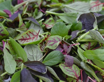 Petite Leaf Salade mixte 120g