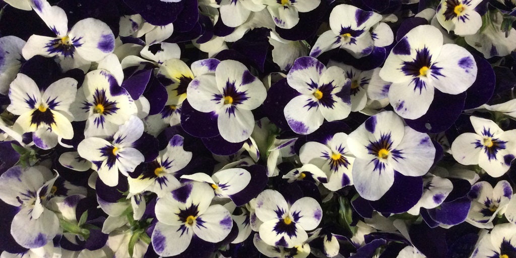 Edible Fresh Viola Flowers 5g Etsy