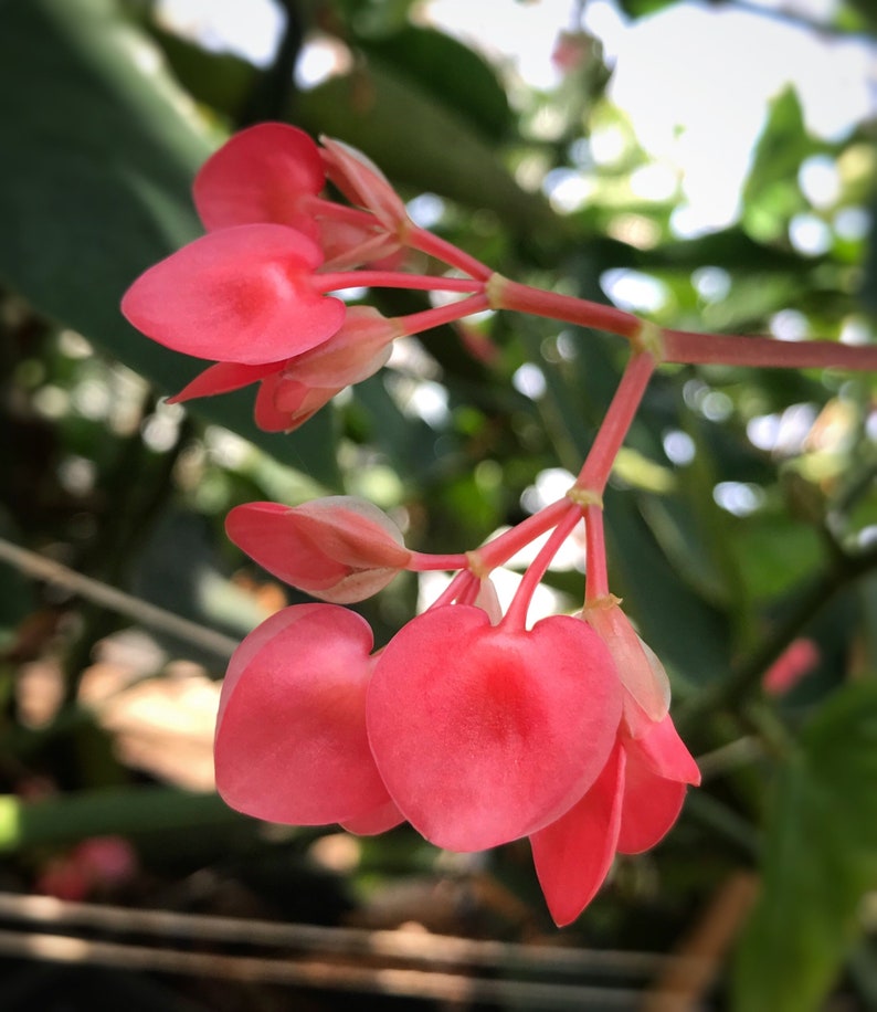 Edible Apple Blossom Begonia 15g Etsy UK
