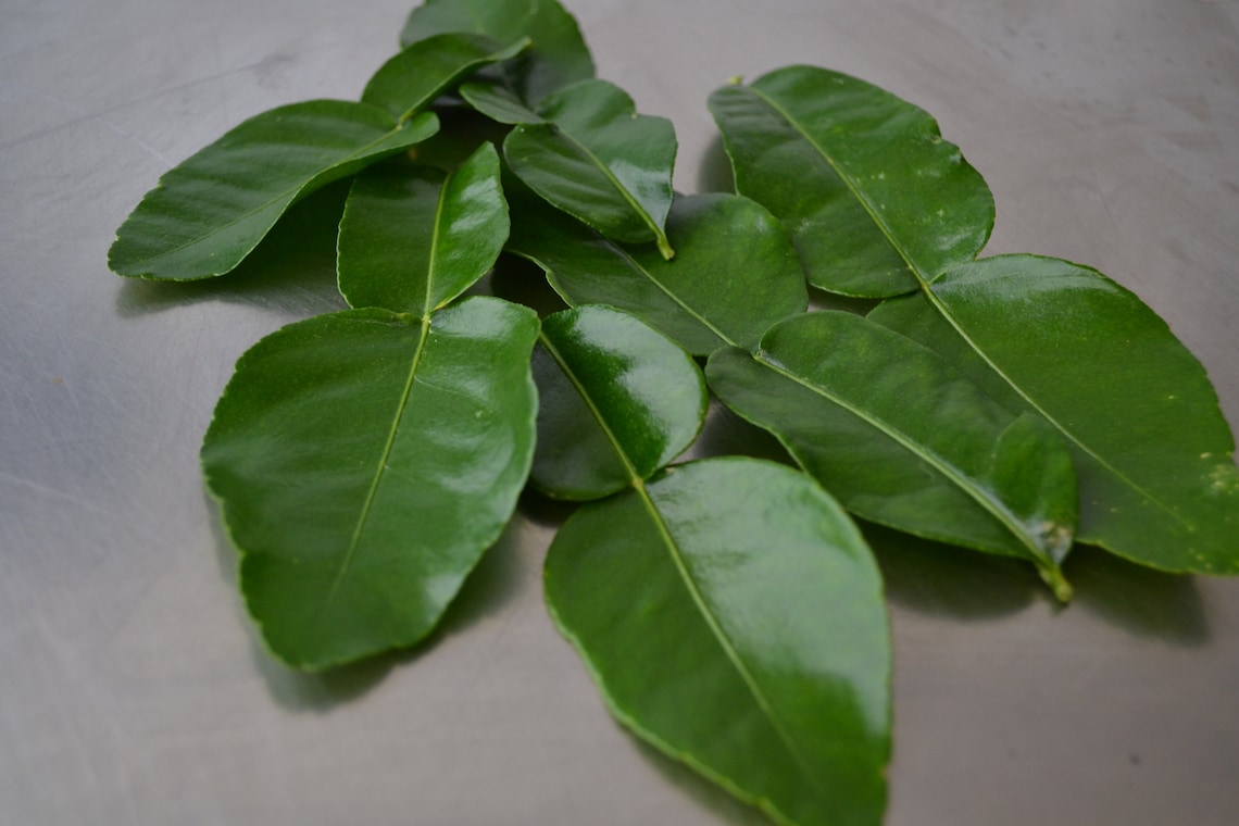 British Grown Fresh Lime Leaves kaffir/makrut Etsy UK