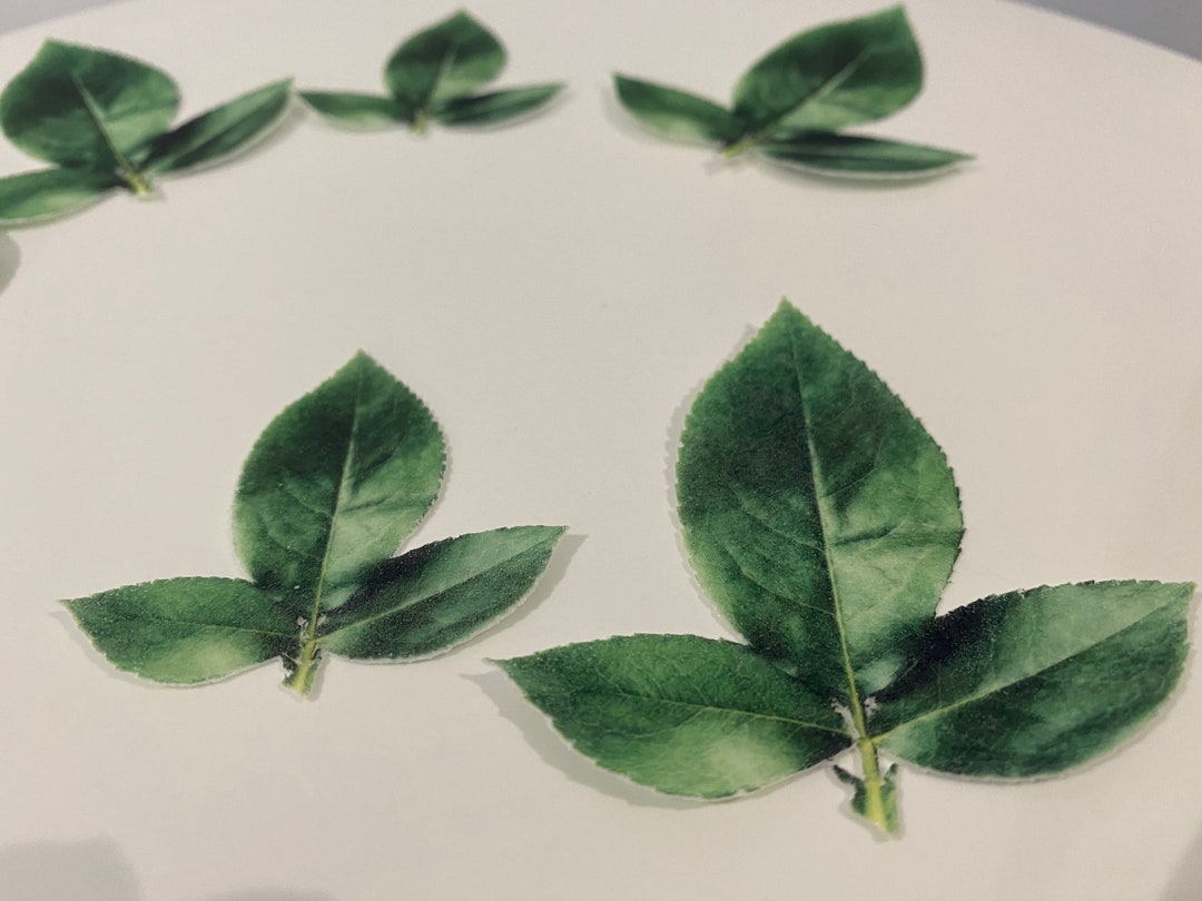 Precut Wafer Rose Leaves Edible Cake / Cupcake Decorations Etsy