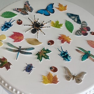 Può includere: Una torta bianca decorata con immagini commestibili di farfalle, coccinelle, foglie e insetti. Le immagini sono colorate e dettagliate e creano un design fantasioso e ispirato alla natura.