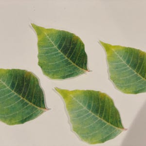 Hojas comestibles para tartas: Adornos de papel de oblea verde (12, 18 o 24 unidades)