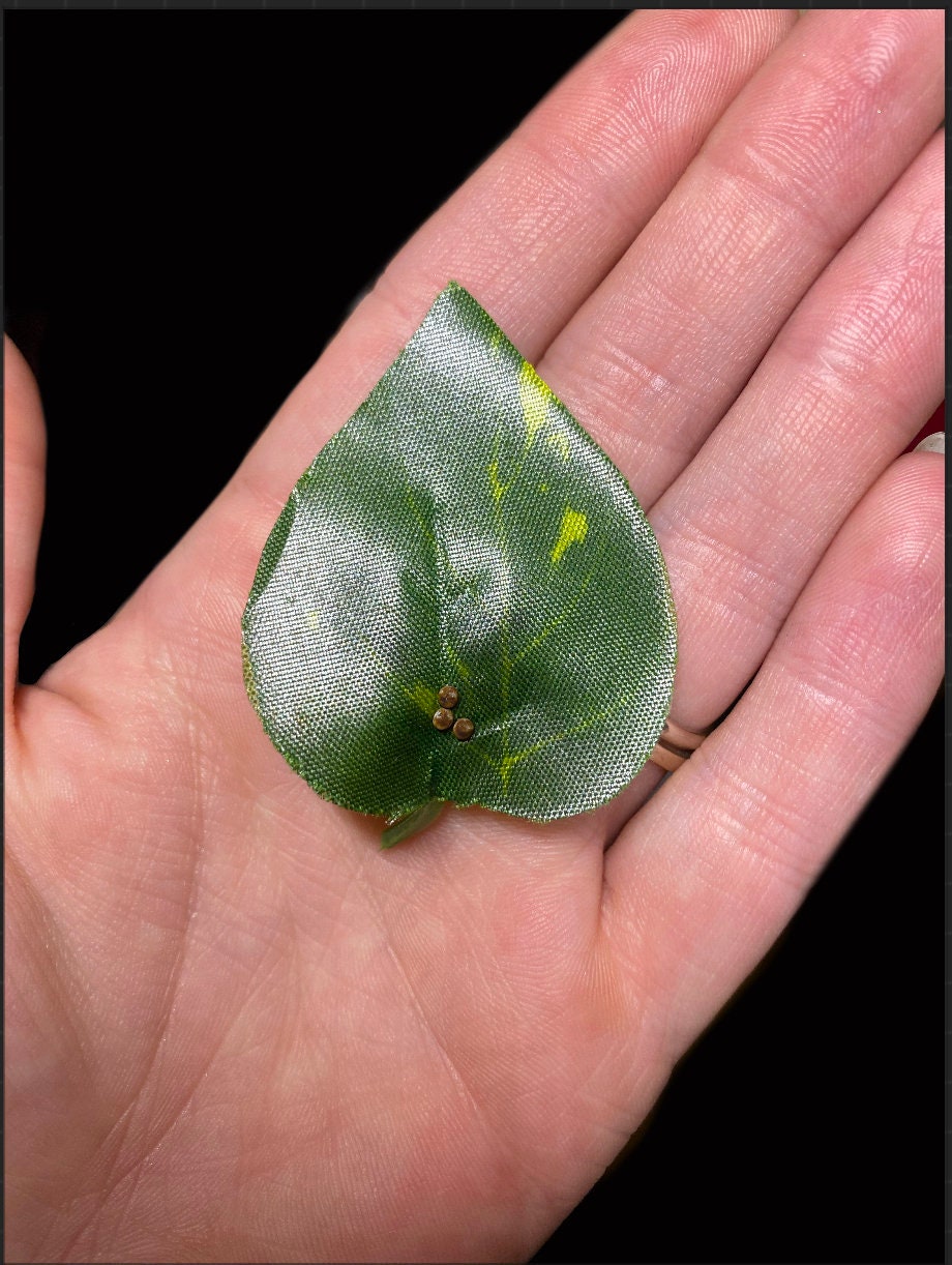 5 Preserved Luna Moth Eggs Taxidermy Egg Insect Etsy