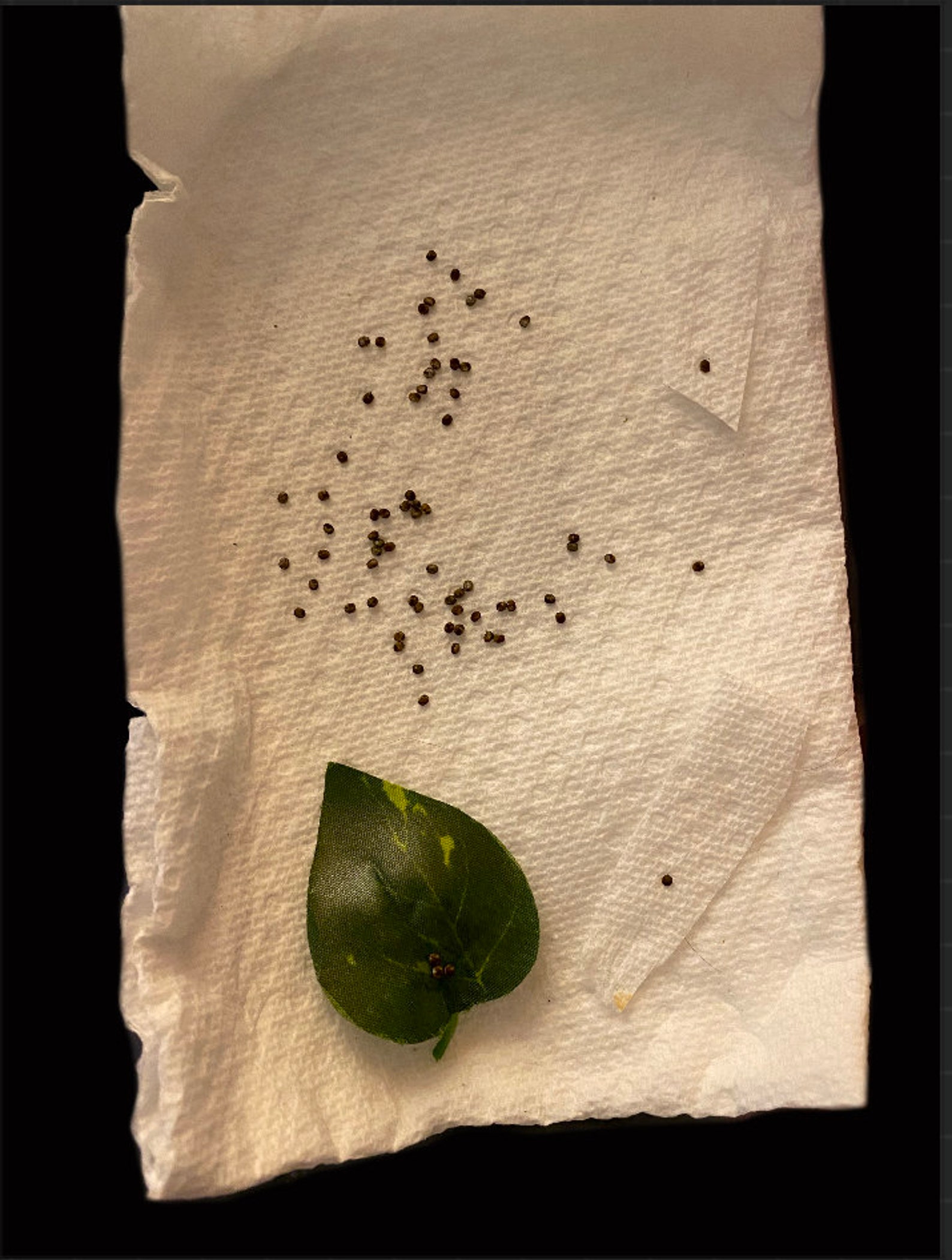 5 Preserved Luna Moth Eggs Taxidermy Egg Insect Etsy