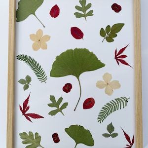 Herbier of flowers and dried leaves frame natural wood