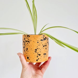 May include: A small, orange and black terrazzo planter with a green spider plant growing inside.