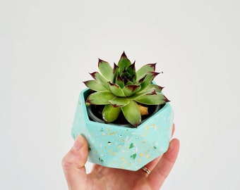 Mint Green Terrazzo Indoor Pot, Terrazzo Planter, Succulent Plant Pot, Jesmonite Planter, Small Plant Pot, Plant Pot Gift, New Home Gift