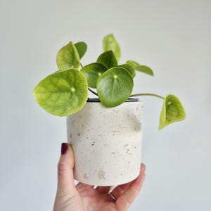 May include: A Pilea peperomioides plant in a speckled, off-white concrete pot. The plant has round, green leaves. The pot is held by a hand. The pot is cylindrical and has a diameter of approximately 10 cm.
