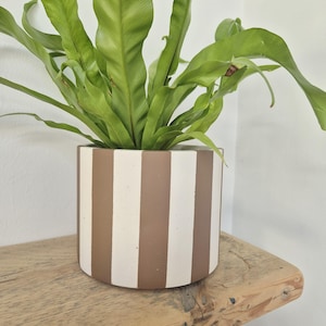 May include: A houseplant with long, green leaves in a cylindrical pot. The pot has vertical stripes in brown and white. The pot is placed on a wooden surface. The pot is a decorative item.