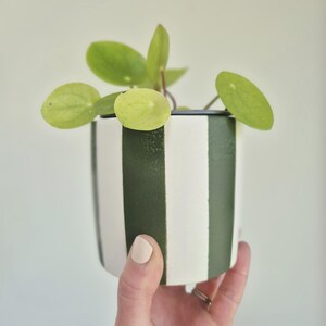 May include: A small plant with round green leaves in a white and dark green striped ceramic pot. The pot is held by a hand with light pink nail polish. The pot has vertical stripes and is set against a white background.