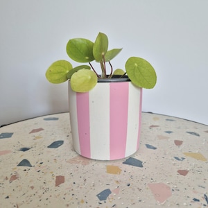 May include: A small plant in a striped pot. The pot has vertical pink and white stripes. The plant has round, green leaves. The pot sits on a speckled, multi-coloured surface against a plain white background.