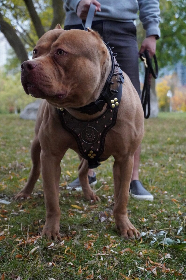 Stylish/ luxury BULLY HARNESS Etsy