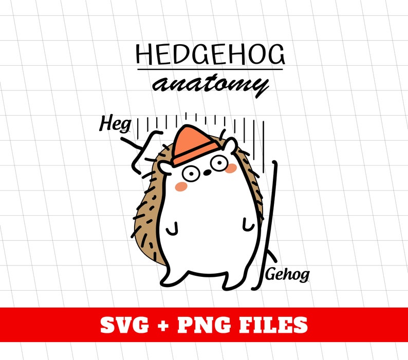 Hedgehog Anatomy, Hed and Gehog, Hedgehog Lover, Lovely Animal, Woman ...