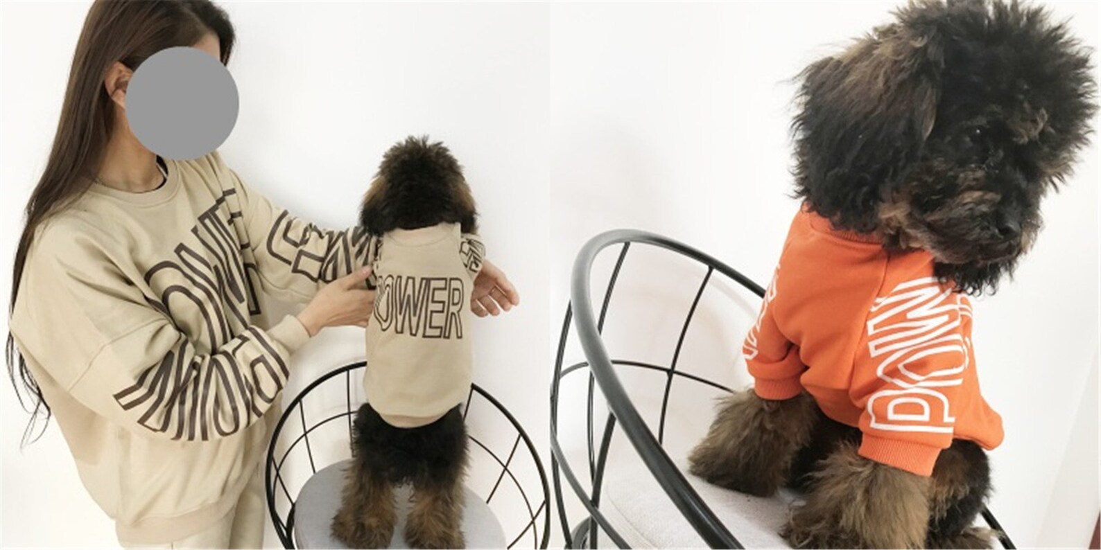 pull assorti chien maitre