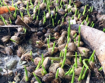 20 sprouted Areca Palm seeds