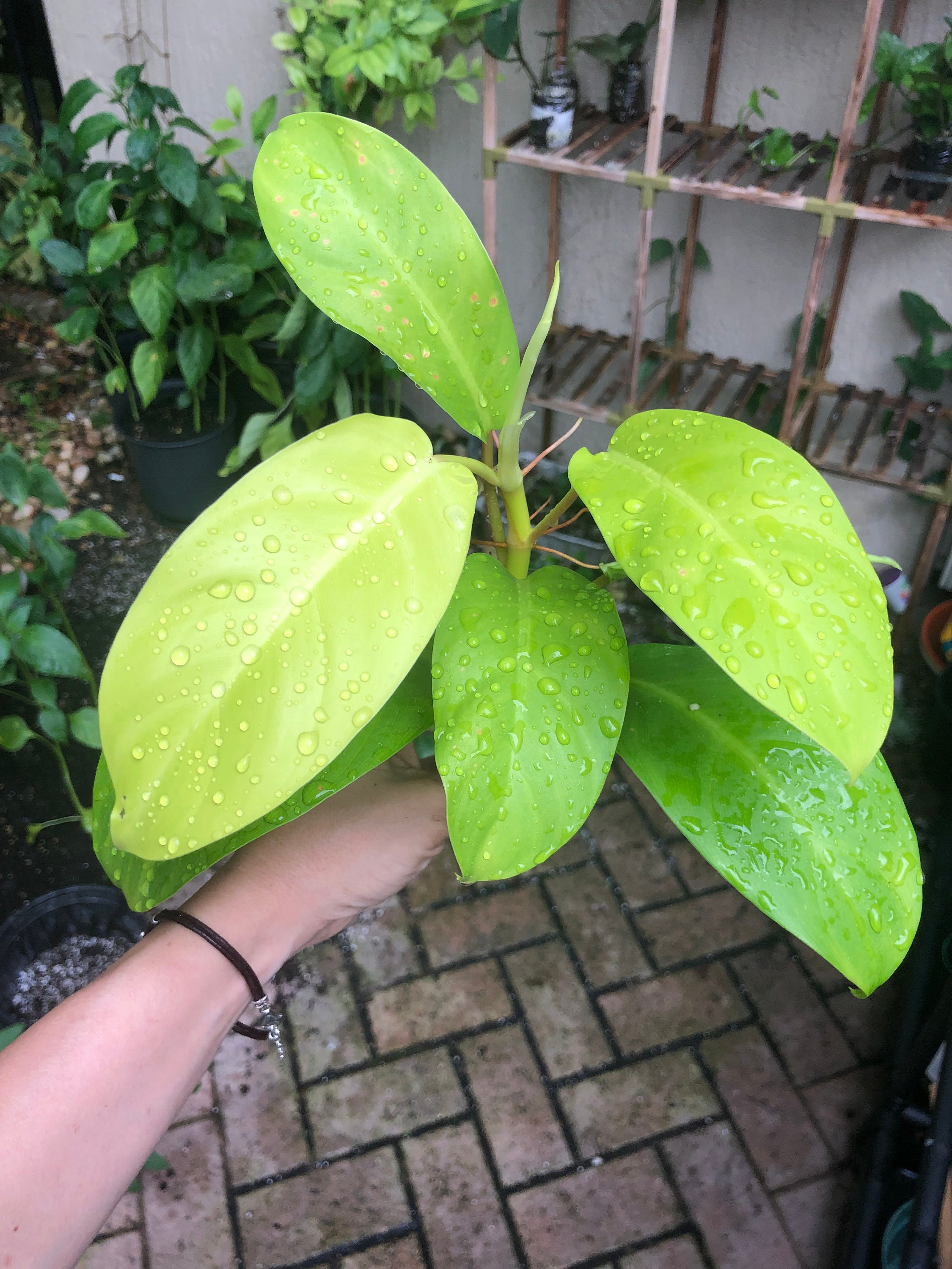 Philodendron Thai Sunrise Variegated Aroid House Plant Tropical DHL Express Free Phytosanitary