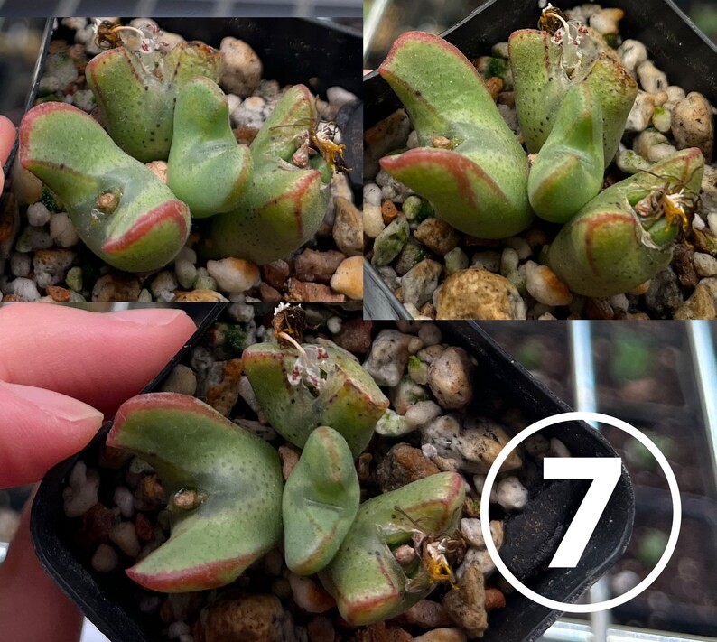 Conophytum bilobum 2 head cluster image 1