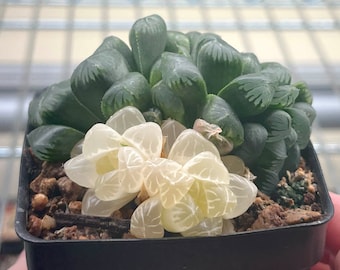 Rare Succulents - Haworthia Cooperi variegata