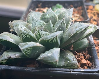 Haworthia var