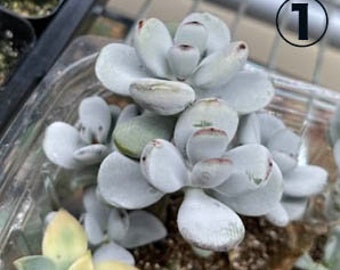 Cotyledon orbiculata cuttings