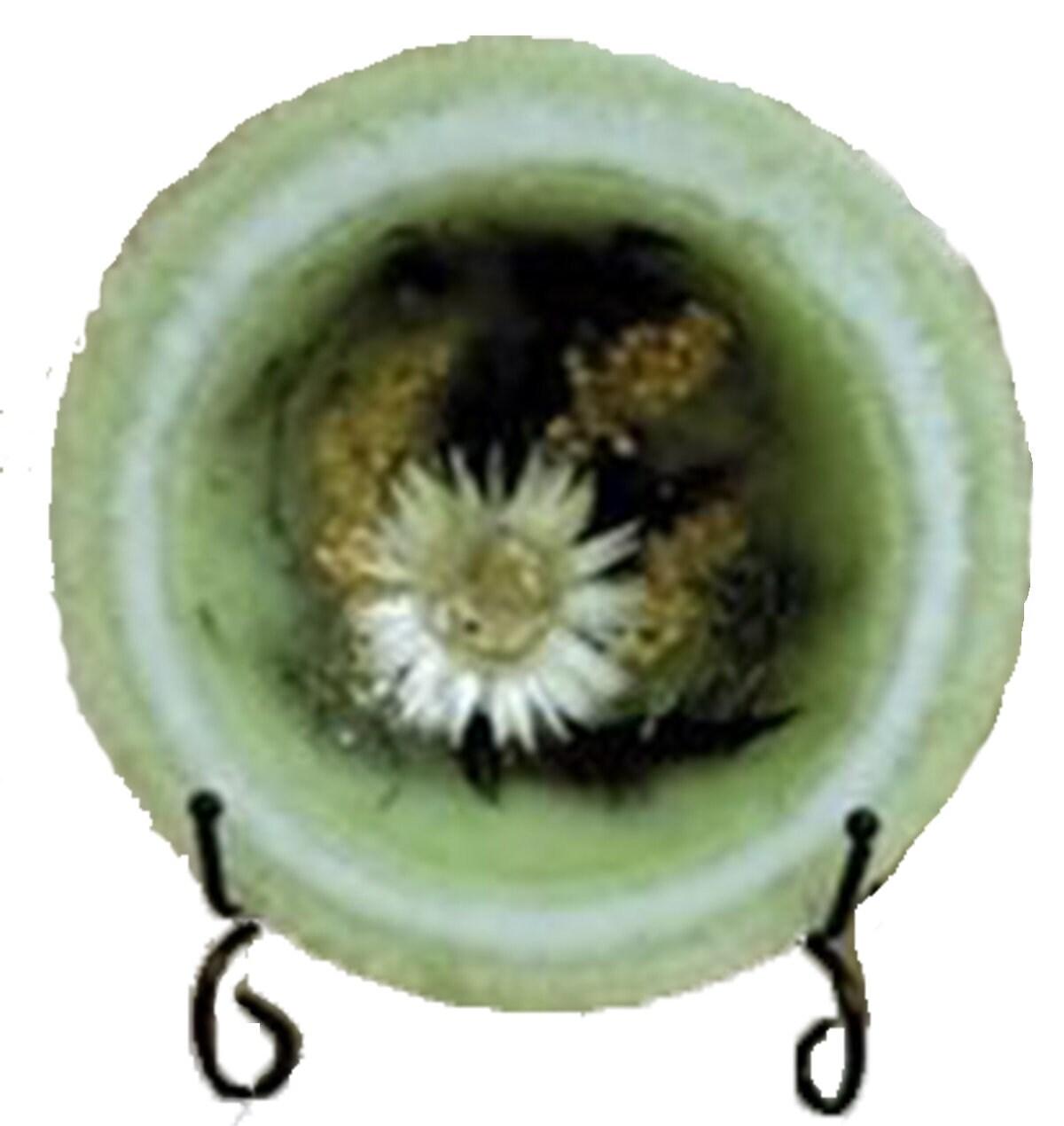 Habersham Sage Wax Pottery Vessel Etsy