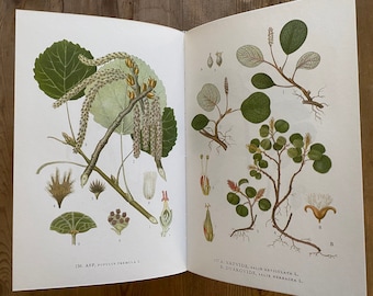 Ein vintage botanisches Buch in schwedischer Sprache über nordische Pflanzen und Blumen: „Nordens Flora“, Nummer 3 in einer Reihe